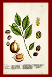 The Nutmeg 1757 by Hinton