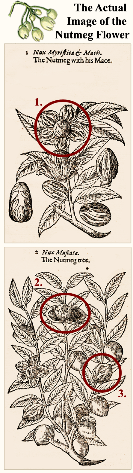 Gerarde Nutmeg Print 1597