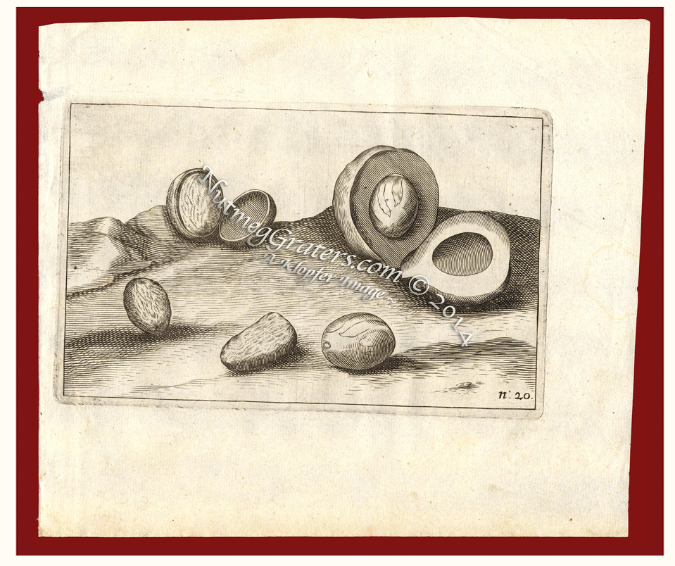 Nutmeg Print ~ 1646 