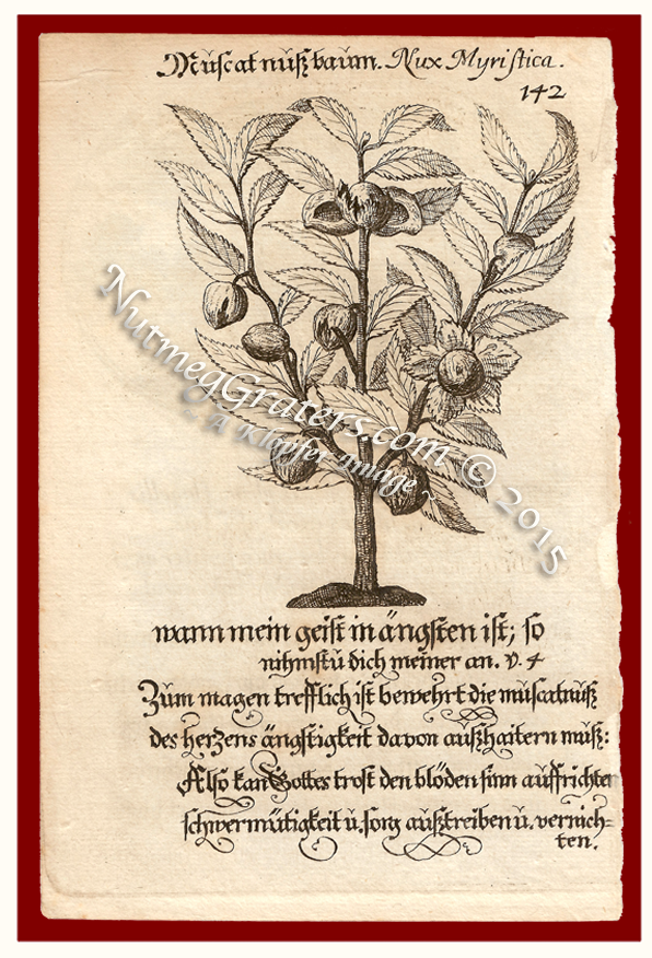 Muscatnukbaum, Nux Myristica Print 1675 by Hohberg