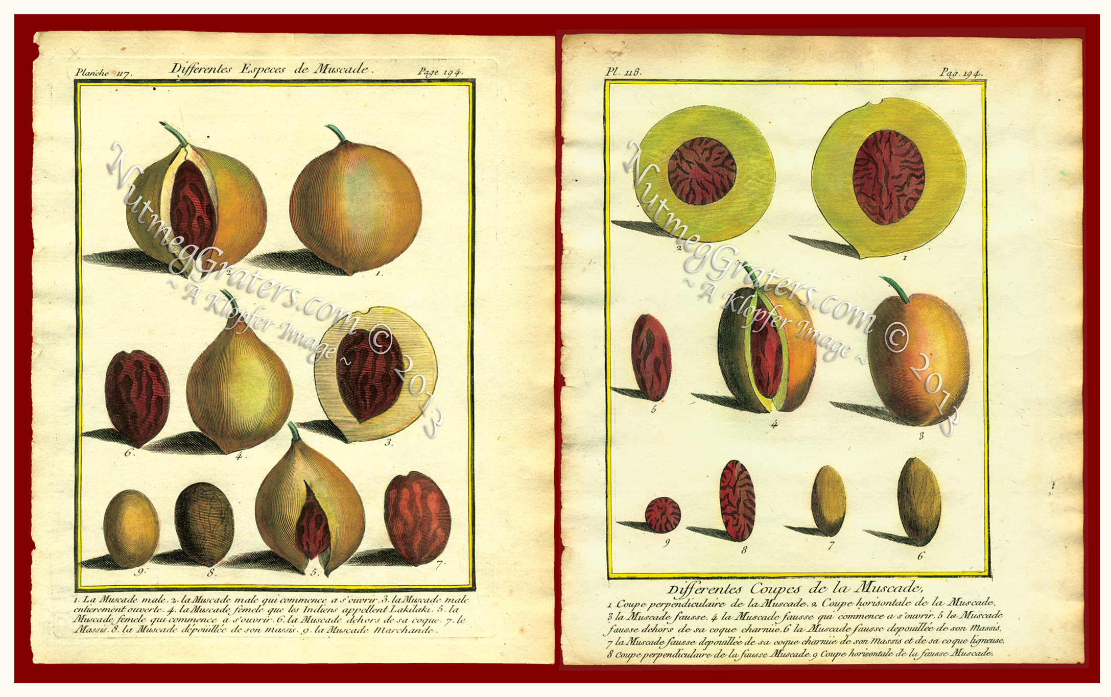 Different Species of Nutmeg