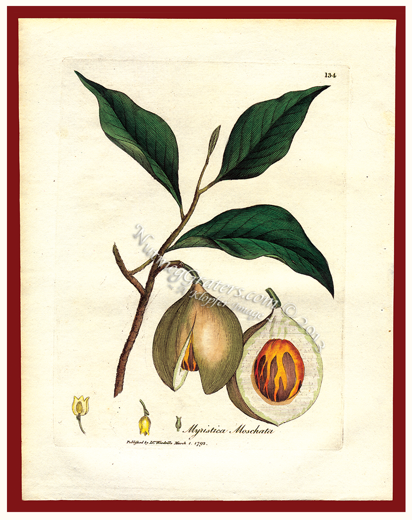 Myristica Moschata 1792 by Woodville