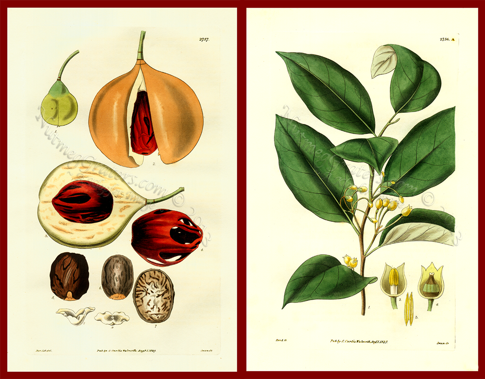 Myristica Officinalis Aromatic 1827 Curtis