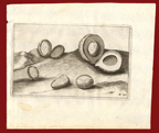 1646 antique print nutmeg by Commelin
