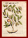The Arbor myristica faemina 1682 by Munting