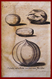 1704 Nutmeg by Paullini