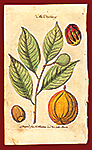 The Nutmeg 1757 by Hinton