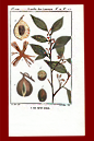1806 Histoire Naturelle Generale Et Particuliere Des Plantes