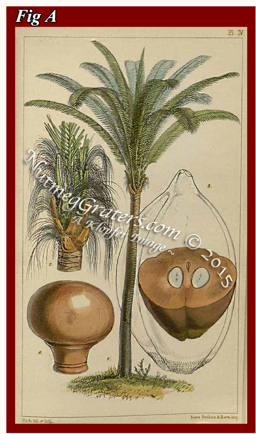 Engraving by Hooker ~ 1849 ~ Coquilla Nut