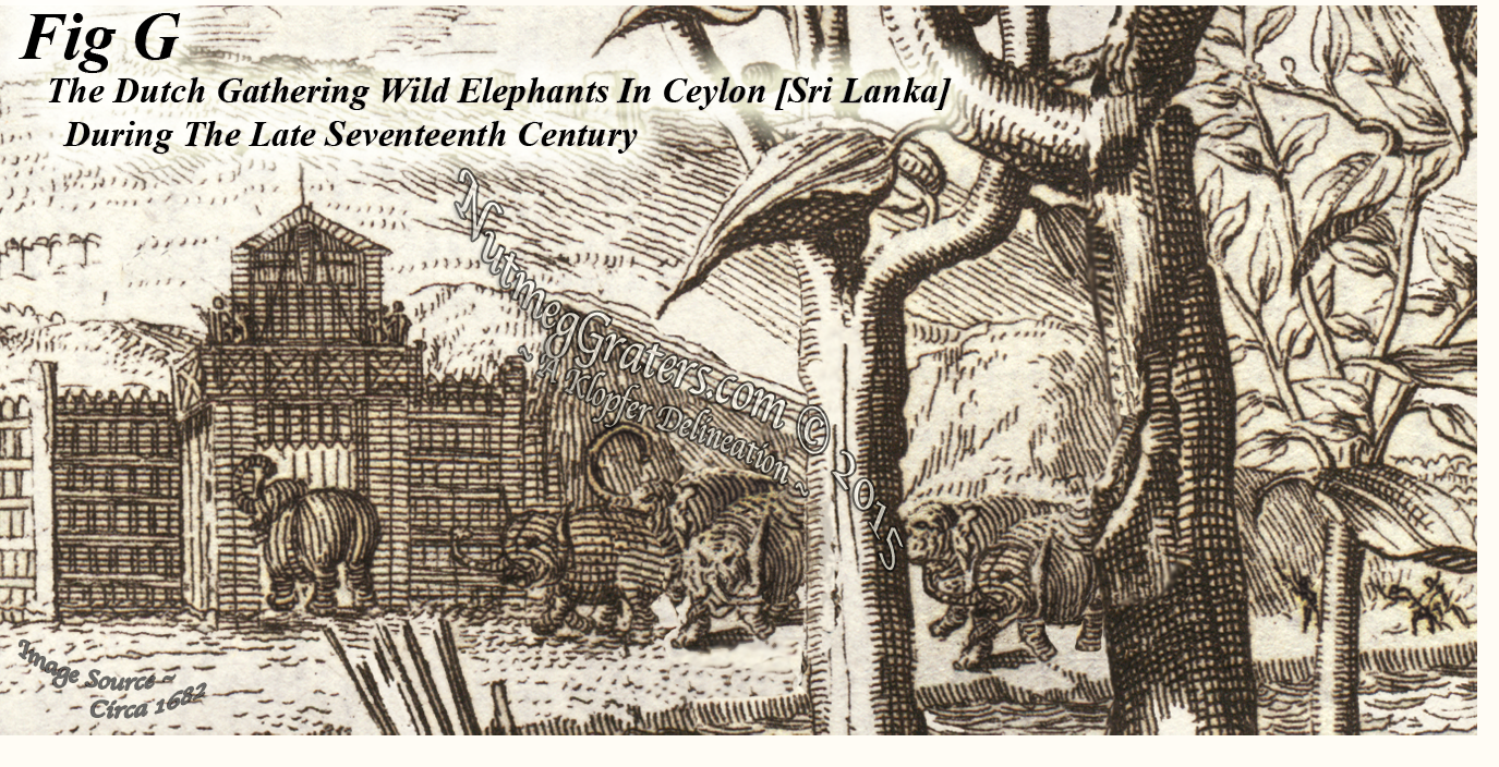 Gathering Herds of Elephants In Ceylon in 1682